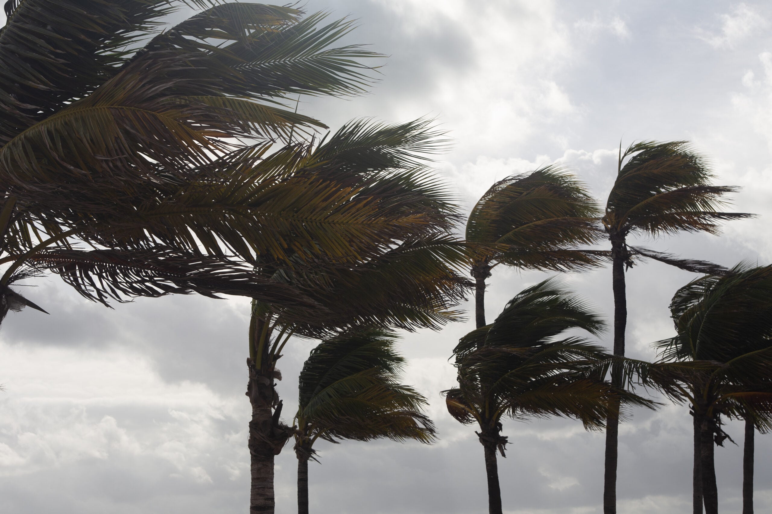 Storm Services for Jupiter, Tequesta, Hobe Sound, Jupiter Island, & North Palm Beach